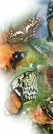 Butterfly Gallery
